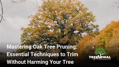Mastering Oak Tree Pruning Essential Techniques To Trim Without