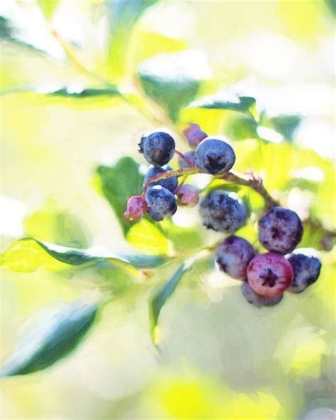 How To Grow Blueberries A Native Berry Dengarden Home And Garden