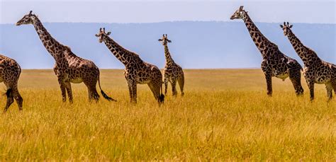 Interesting Facts About Giraffes African Budget Safaris
