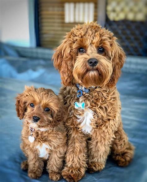 Everything You Need To Know About A Cavapoo Cavapoo Cavapoopuppies