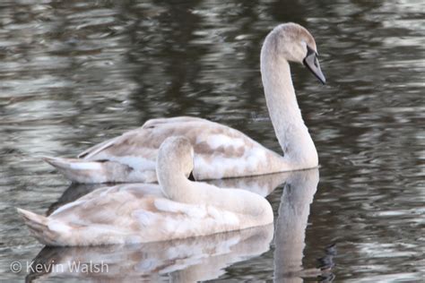 Graceful Swans Swimming Kevin Walsh Flickr