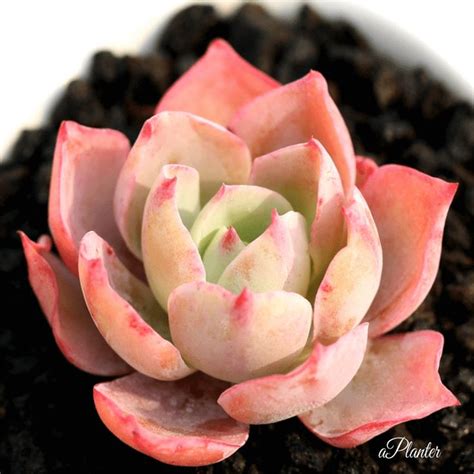 Best Succulents Houseplant Echeveria White Rose Echeveria