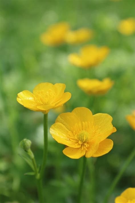 My Soul Searching Perspective — Boschintegral Photo Buttercups My