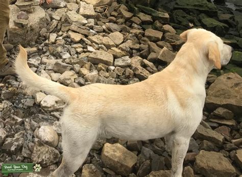 3 Year Old Akc Yellow Lab Stud Dog Upstate Ny Breed Your Dog