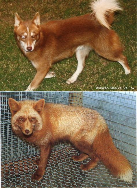 11 Dogs That Look Like A Fox Pethelpful