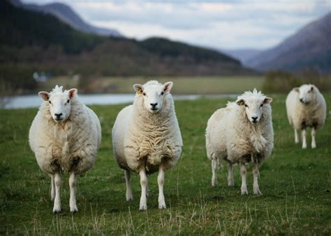 Lamb Farmers Morrisons Farming