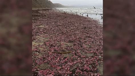 Check spelling or type a new query. Video Extra: Thousands of sea worms wash up on beach - YouTube
