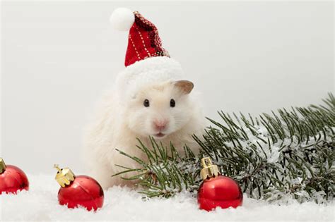 10 Adorable Pets Ready To Celebrate The Holidays Homeyou