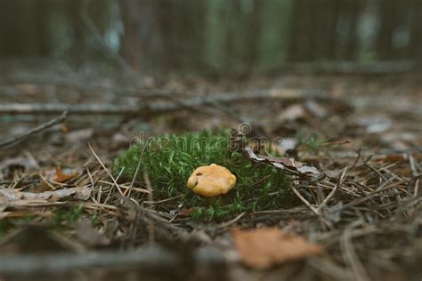 Edible Orange Chanterelle Mushrooms In The Woods Stock Image Image Of