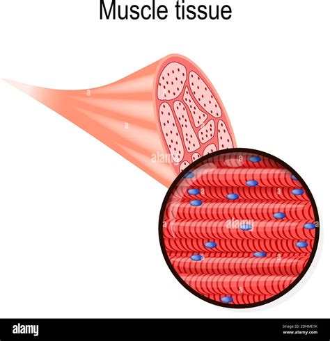 Tejido Muscular Esqueletico Imágenes Recortadas De Stock Alamy