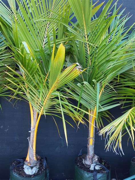 Coconut Palm Palms Plants Ross Evans Garden Centre