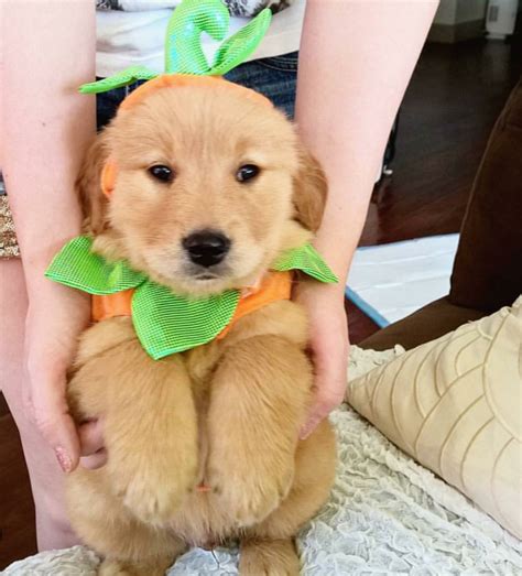 Families trust us because of our high standards for breeders, the ease of our adoption experience, and because we have the cutest golden retriever puppies you've ever seen. Golden Retriever Puppies For Sale | Chillicothe, OH #101243