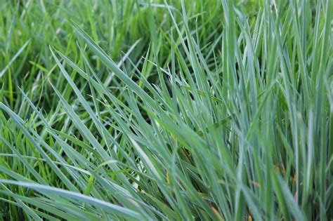 Blades Of Grass Meadow Pasture Free Photo On Pixabay Pixabay