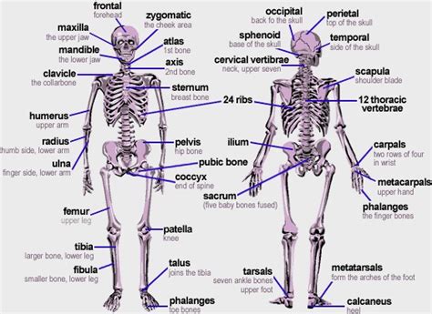 Huesos Del Cuerpo Humano En Ingles Cucaluna