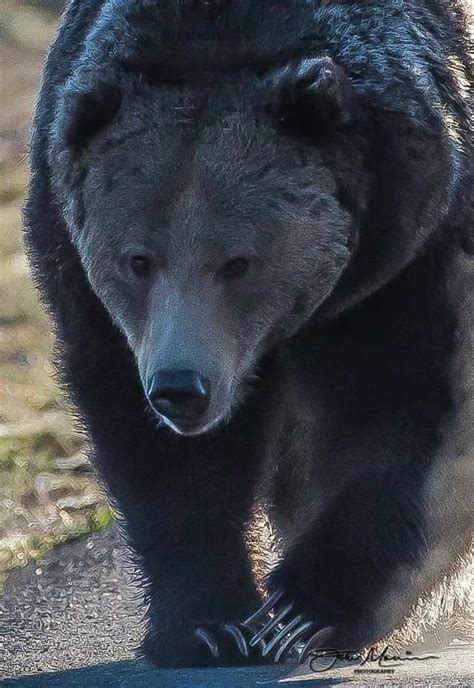 Grizzly Bear Black Bear Bear Stuffed Animal Grizzly Bear