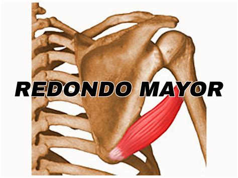 Redondo Mayor Anatomia Del Cuerpo Humano