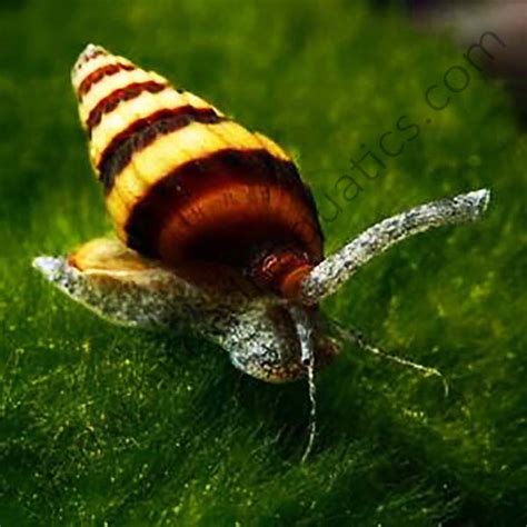 I'll show you how to quickly identify and kill hydra. Assassin snail/ Bumblebee snail - Buy Aquarium Plants and ...
