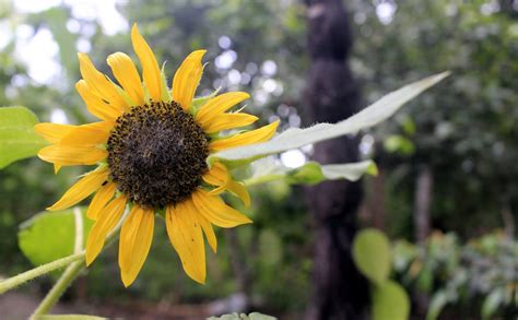 Bunga matahari sendiei juga punya perilaku yang khas, yakni selalu mengarah atau lebih condong ke mana arah matahari berada atau disebut heliotropisme. Foto Bunga Matahari di Depan Rumah Yang Indah | LOVEHEAVEN 0 7