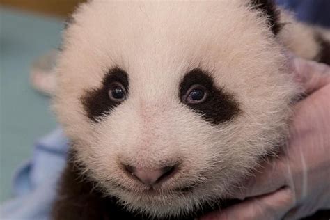 San Diego Zoo Baby Panda Update Zooborns