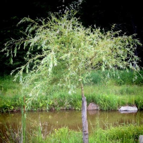 My Baby Weeping Willow Growing By Our Koi Pond Weeping Willow Koi