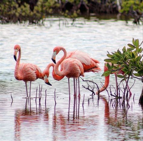 Pink Flamingos In The Florida Keys Photo By Christina Wilson Pink