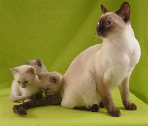 Tonkinese Cat A Complete Guide To This Unusual Breed