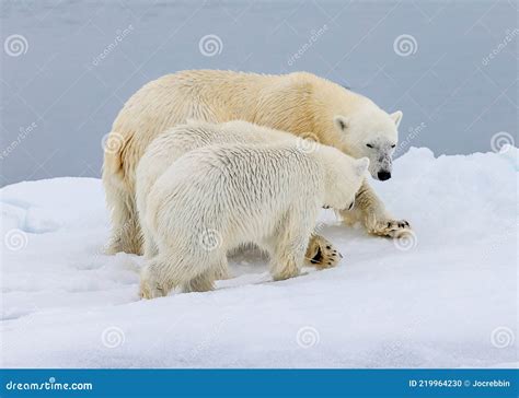 Mother Polar Bear With Two Cubs Stock Photo Image Of Reducing Water