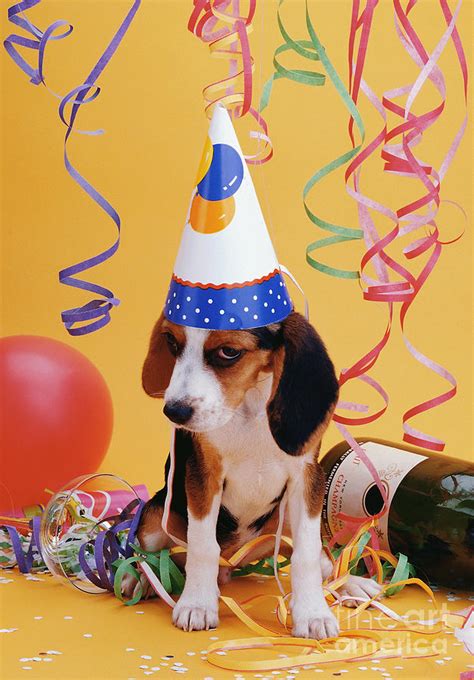 Happy Birthday Beagle Puppy Photograph By Stan Fellerman