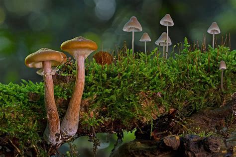 Fantastic Fungi Documentary About Mushrooms On Netflix Goodmind