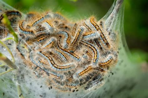 Natural Ways To Get Rid Of Tent Caterpillars Dre Campbell Farm