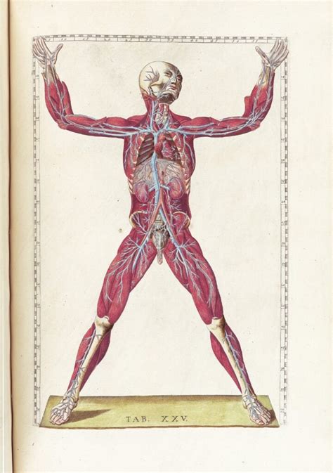 7 Fantastic Vintage Anatomy Drawings Popular Science