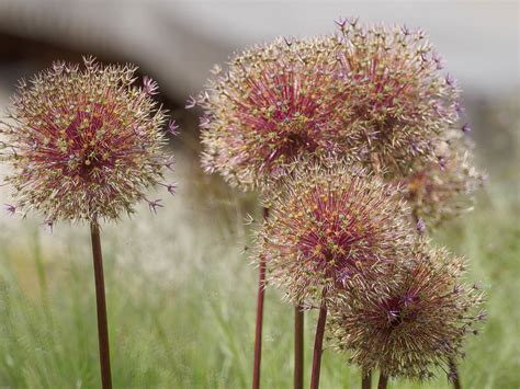 Ail géant espèce Allium 2023 Jardin Botanique en juin Flickr