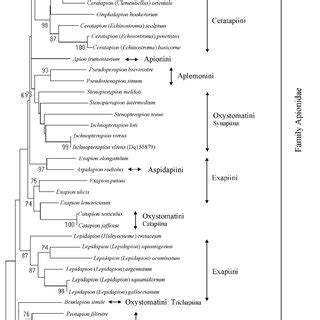 The Phylogenetic Tree Based On Analysis Of COI Gene Sequences Download Scientific Diagram