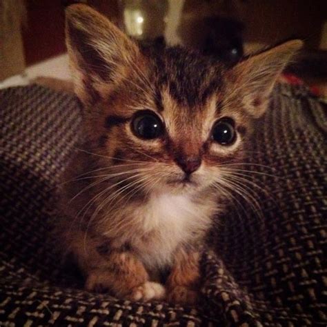Tiny Miracle Kitty With Huge Ears And A Big Heart Love Meow