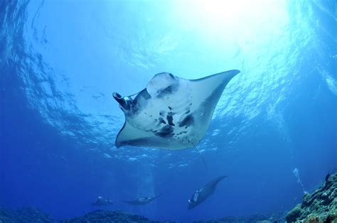 Study Reveals Origins Of Manta Rays Horn Like ‘cephalic Lobes Scinews