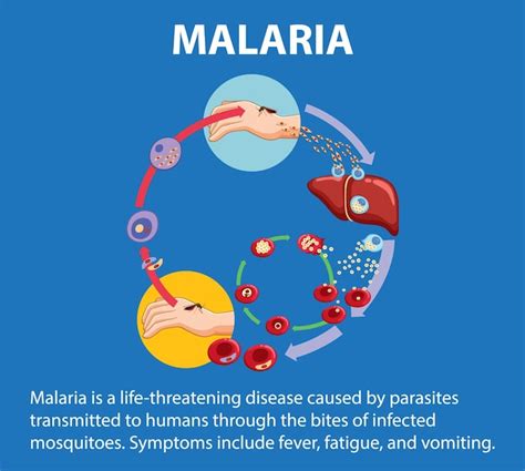 Premium Vector Life Cycle Of Malaria Parasite A Visual Guide