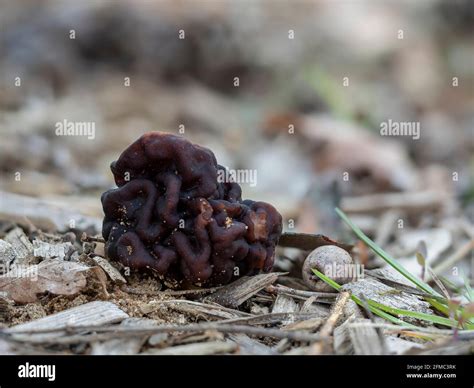 The Beefsteak Morel Gyromitra Esculenta Is A Deadly Poisonous