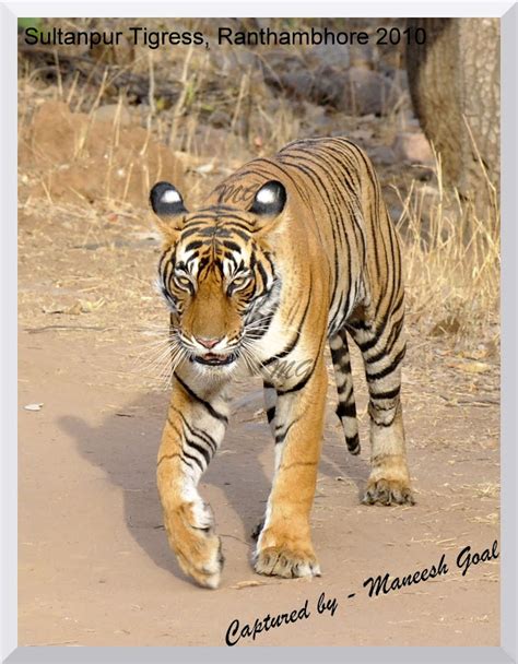 The Tigers Of Ranthambhore National Park India My Bioscope