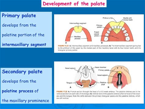 Ppt Development Of The Face And Palate Dr Gallatz Katalin Powerpoint