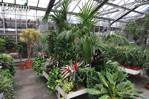 All'interno della sezione singole piante trovi tutte le schede delle principali piante d'appartamento. Piante da interno - BORDIN Garden & Vivai