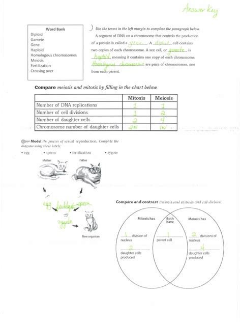 Utilizing meiosis and crossovers, create designer fruit fly offspring with wanted attribute mixes. MM Study Guide Answer Key | Meiosis | Sexual Reproduction
