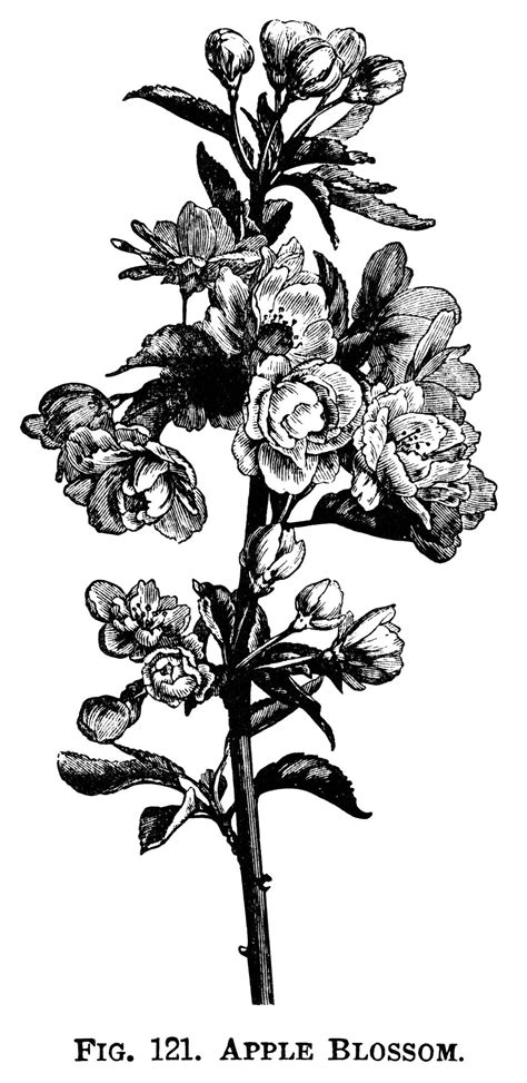 Apple Blossom ~ Free Botanical Clip Art Flower Illustration Tree