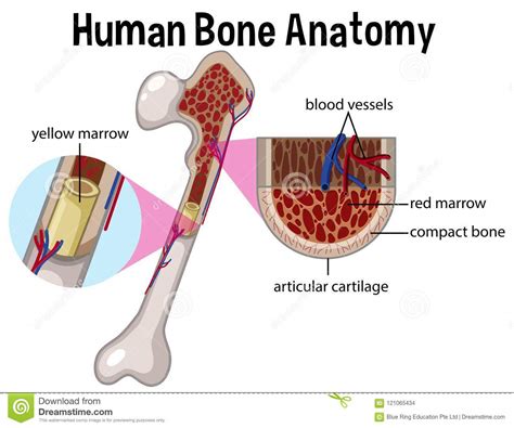 There also are bands of fibrous connective tissue —the ligaments and the tendons —in intimate relationship with the parts of the skeleton. Human Bone Anatomy And Diagram Stock Vector - Illustration ...