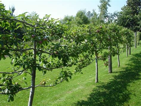 How To Grow Espalier Fruit Trees Espalier Fruit Trees Trees And Shrubs
