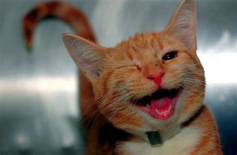 A Funny Gallery Of Winking Cats