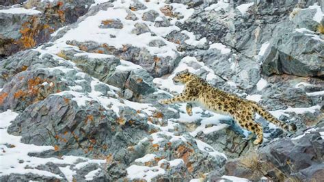 Newsela Caught On Camera The Snow Leopard