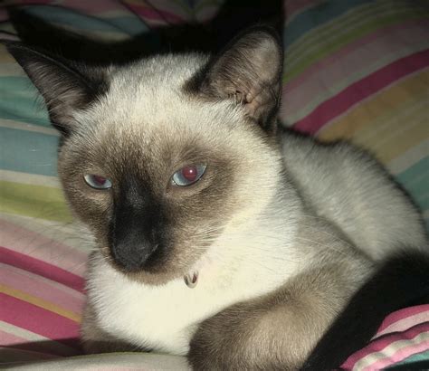 Siamese Cats For Sale Sanford Me 303921 Petzlover