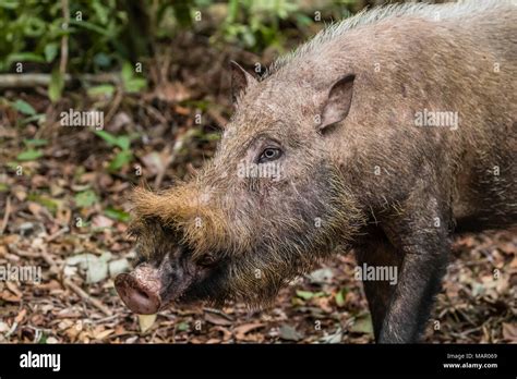 Adult Bornean Bearded Pig Sus Barbatus Tanjung Puting National Park