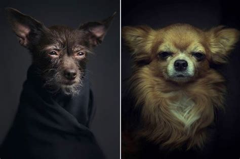 Animals Look Like Humans In These Expressive Pet Portraits That Show