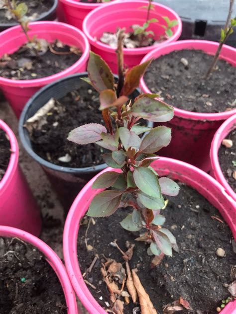Chance Crabapple Seedlings The Crafty Cultivator